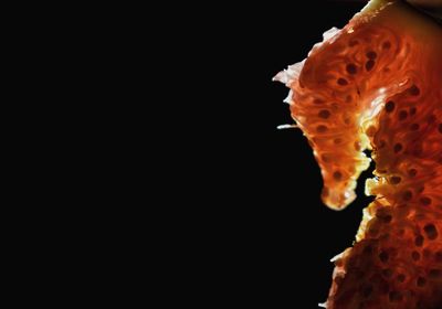 Close-up of jellyfish against black background