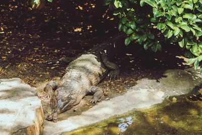 High angle view of crocodile at zoo