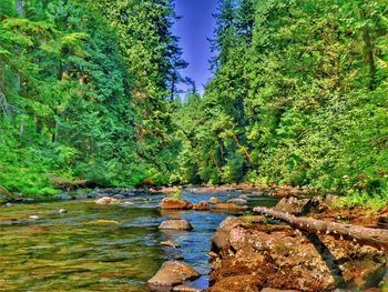 Stream flowing through rocks in forest against sky