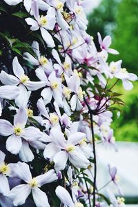 Close-up of white flowers