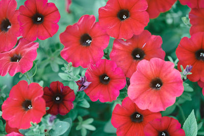 Petunia axillaris in garden. red flowers plant. hybrid species of petunia. beautiful red flowers