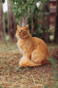 Cat sitting on a field