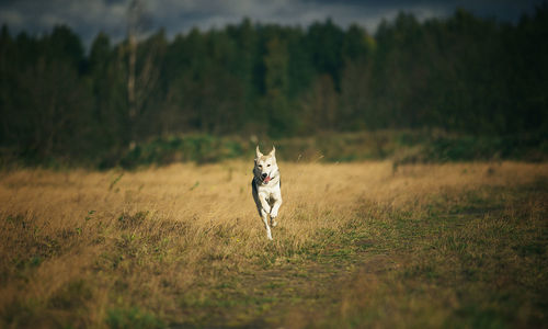 Dog running in a field