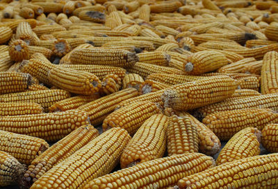 Corn farming