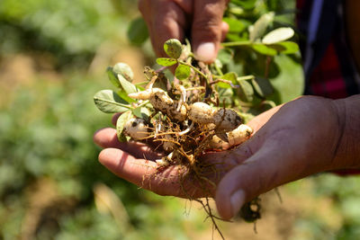 Peanut seeds in hands. growing peanuts. peanut bush.