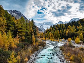 Scenic view of river amidst trees against sky