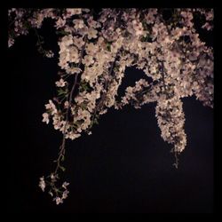 Pink flowers blooming on tree