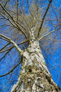 Low angle view of bare trees against sky