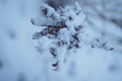 Close-up of frozen tree during winter