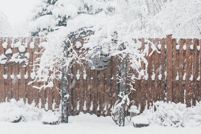 Snow covered trees in backyard