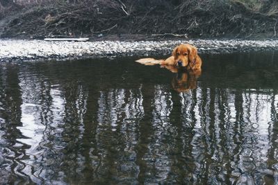 Dog looking at lake