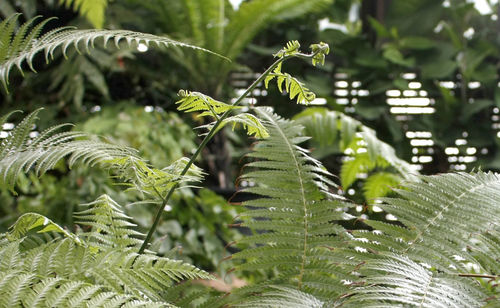 Close-up of plant