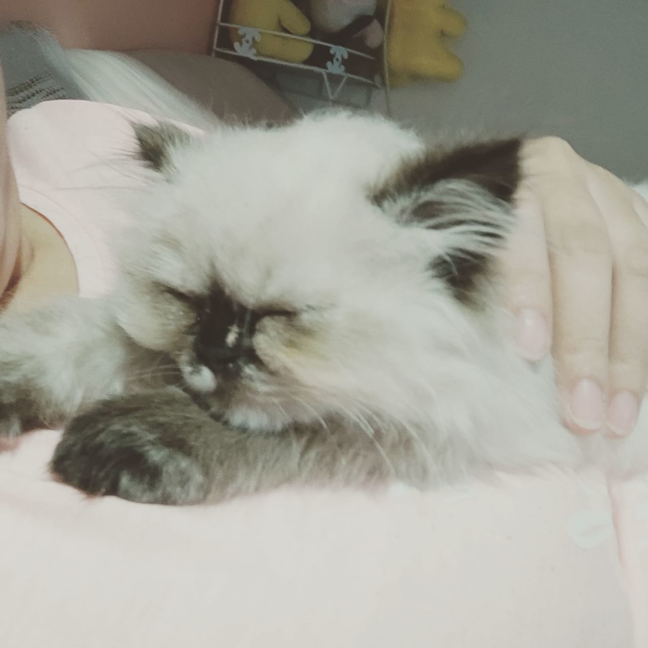 pet, domestic animals, mammal, animal, animal themes, one animal, cat, domestic cat, feline, indoors, relaxation, lying down, white, small to medium-sized cats, whiskers, felidae, animal hair, sleeping, animal body part, furniture, domestic long-haired cat, bed, carnivore, close-up, himalayan, cute, resting, portrait