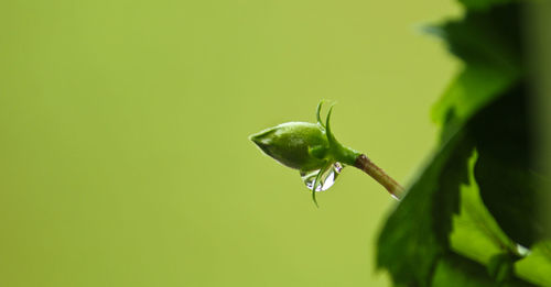 Close-up of wet plant