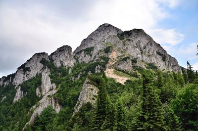 Low angle view of plants against rocky mountains