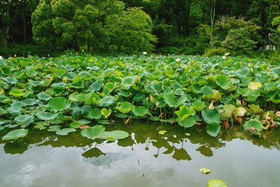 Water lily leaves floating on lake