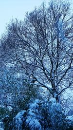 Low angle view of tree against sky