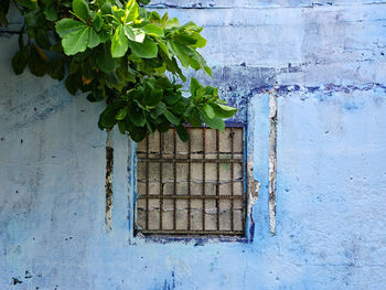 Close-up of plant against wall