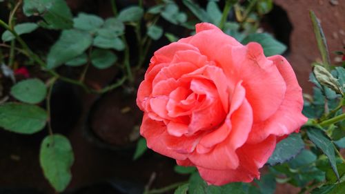 Close-up of pink rose blooming outdoors