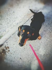 High angle portrait of dog