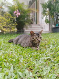 Cat sitting in a backyard