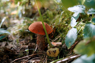 Close-up of mushroom growing on field