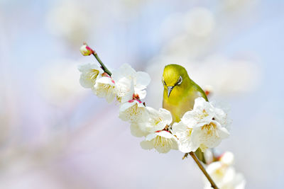 Close-up of grasshopper on cherry blossom