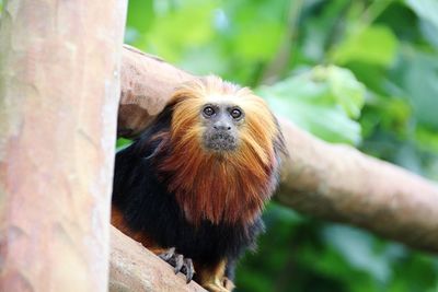 Monkey looking away in zoo