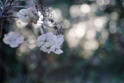 Close-up of cherry blossom outdoors