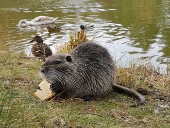 High angle view of ducks in lake