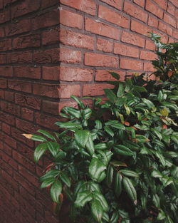 Close-up of plant growing on brick wall