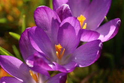 Close-up of purple crocus flower