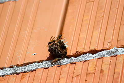 High angle view of bee on wall