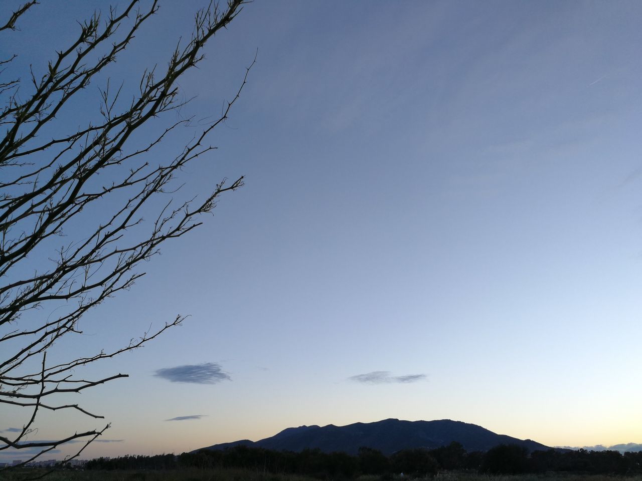 LOW ANGLE VIEW OF SILHOUETTE TREES AGAINST SKY