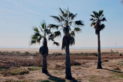 Palm trees on field against sky