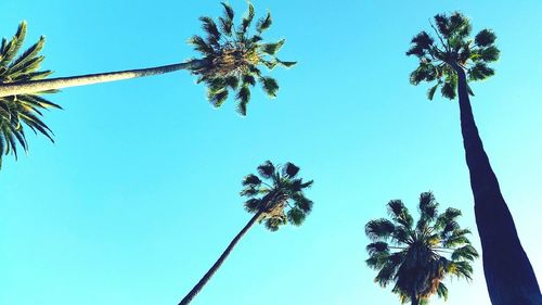 Low angle view of palm trees against blue sky