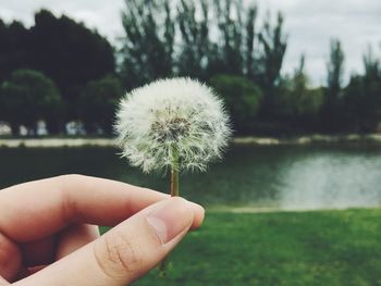 Close-up of dandelion flower