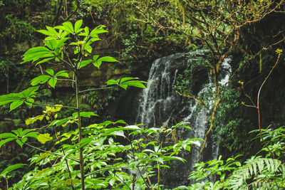 Scenic view of waterfall in forest