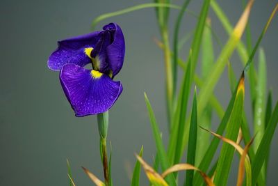 Close-up of purple iris flower