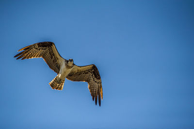 Low angle view of eagle flying in sky