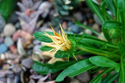 Close-up of flowering plant