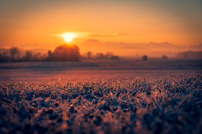 Scenic view of field against sky during sunset