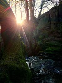 Low angle view of trees in forest