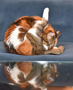 Close-up of cat grooming