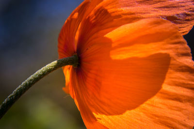 Close-up of orange flower