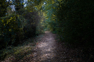 Dirt road amidst trees in forest