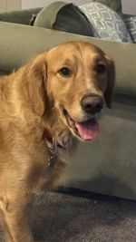 Close-up portrait of a dog