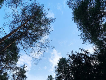 Low angle view of silhouette trees against sky