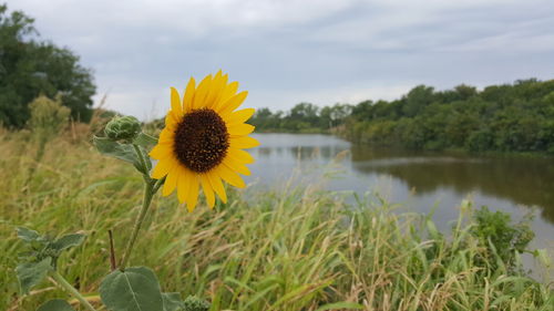 Close-up of sunflower