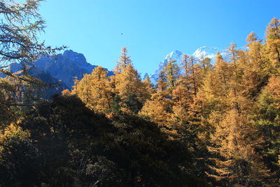 Low angle view of trees in forest against clear sky